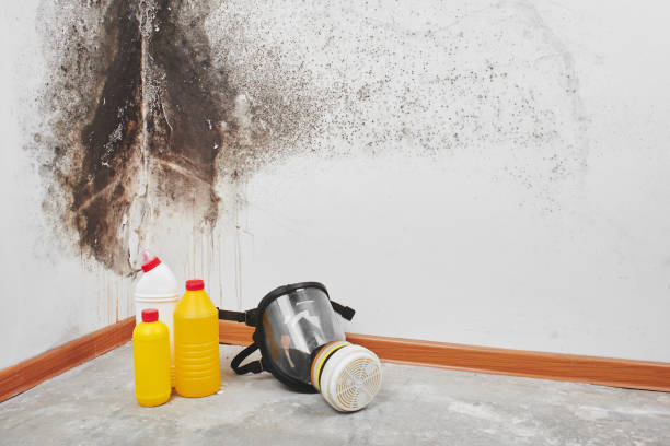 Best Local Mold Removal Service  in Ladera Heights, CA