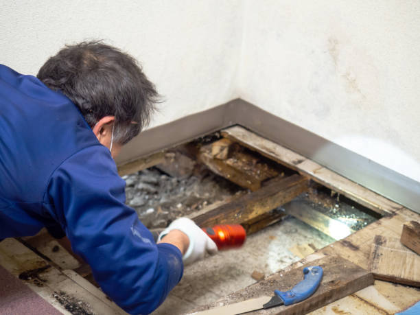 Best Black Mold Removal  in Ladera Heights, CA