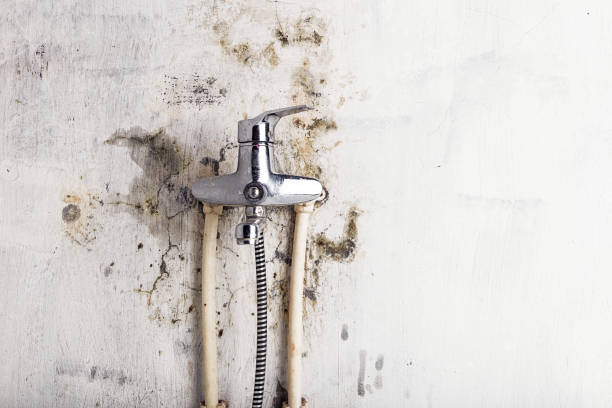 Best Office Mold Removal Services  in Ladera Heights, CA