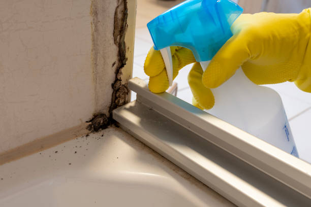 Best Attic Mold Removal  in Ladera Heights, CA