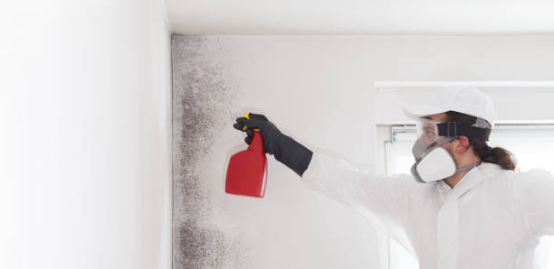 Best Office Mold Removal Services  in Ladera Heights, CA