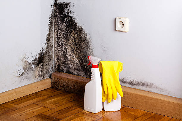 Professional Mold Removal in Ladera Heights, CA