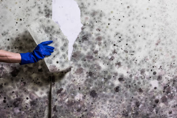Best Office Mold Removal Services  in Ladera Heights, CA