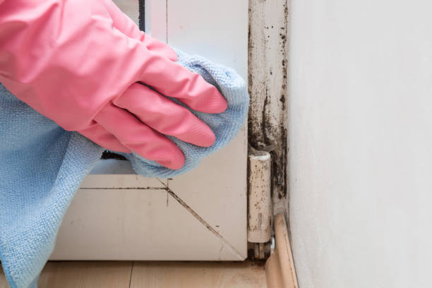 Best Toxic Mold Removal  in Ladera Heights, CA